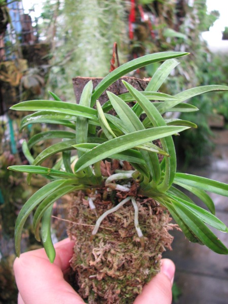 Neofinetia falcata.JPG