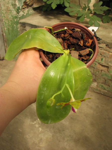 Phalaenopsis amboinensis x Phalaenopsis Penang Girl.JPG