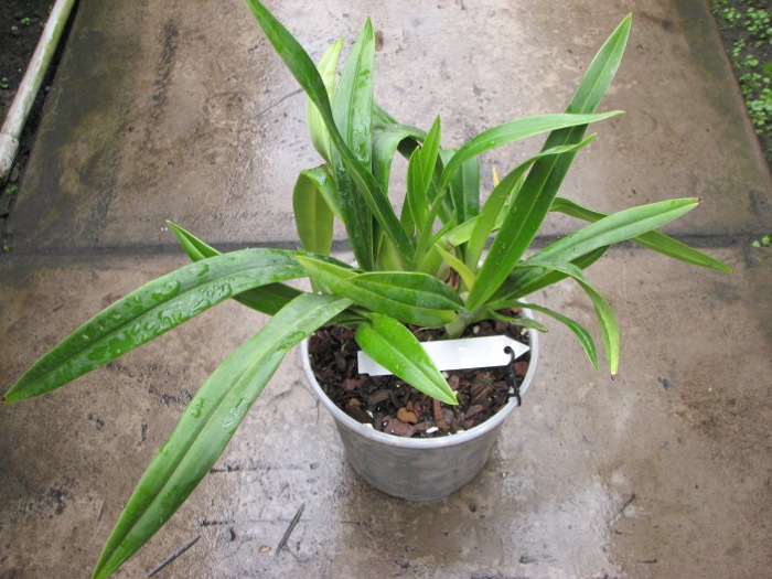 Phragmipedium Eumelia Arias (kovachii x schlimii).JPG