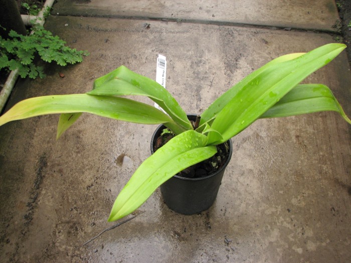 Phragmipedium Living Fire.JPG