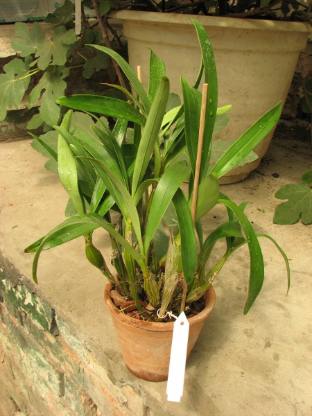 Dendrobium chrysotoxum.JPG
