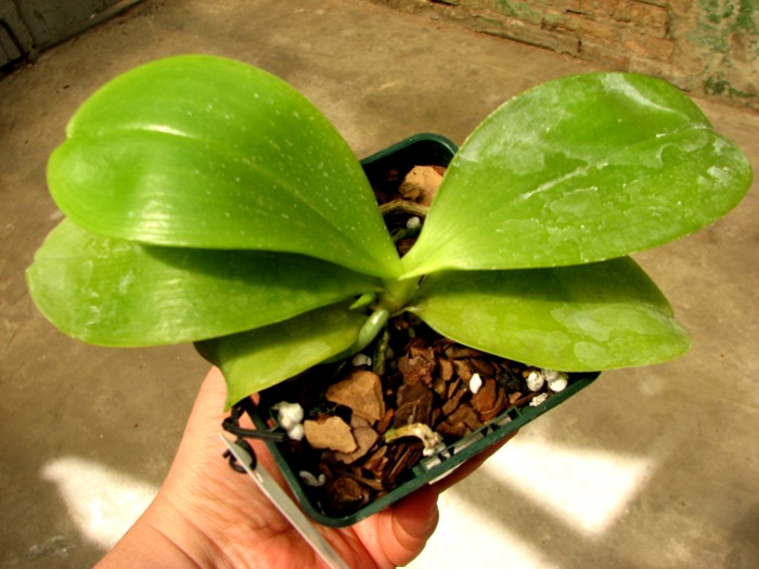 Phalaenopsis Penang Girl.JPG