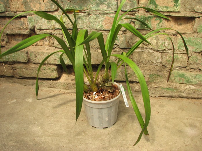 Cymbidium Caripepper 'Peachy Keen'.JPG
