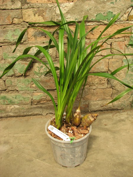 Cymbidium Rocky Creek 'Pebbles'.JPG