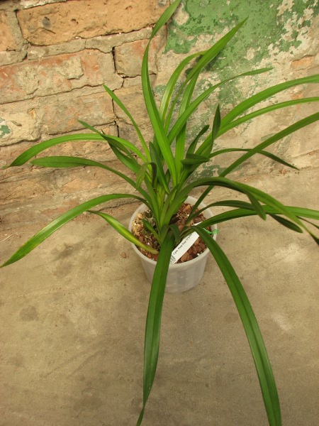 Cymbidium Pink Pop 'Crystal Fruit'.JPG