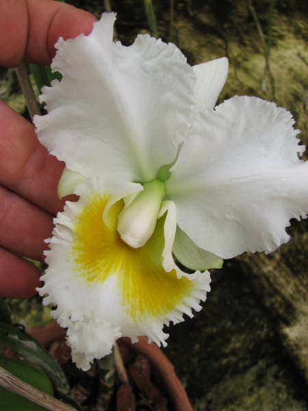 Cattleya Gertrude Hausermann.JPG