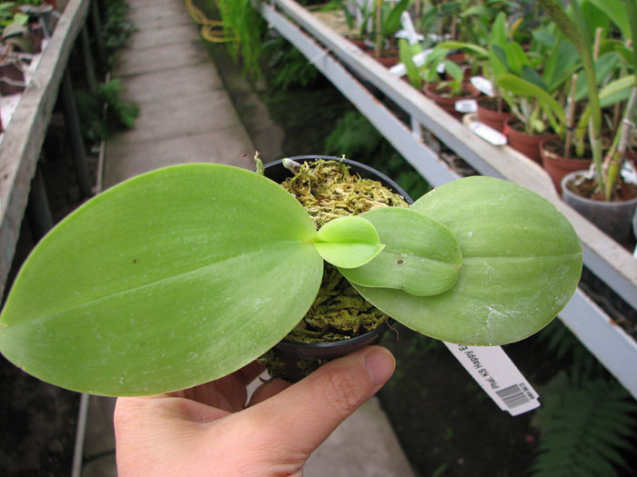 Phalaenopsis KS Happy Eagle.jpg