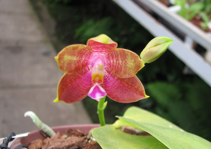 Phalaenopsis amboinensis x Phalaenopsis Penang Girl.jpg