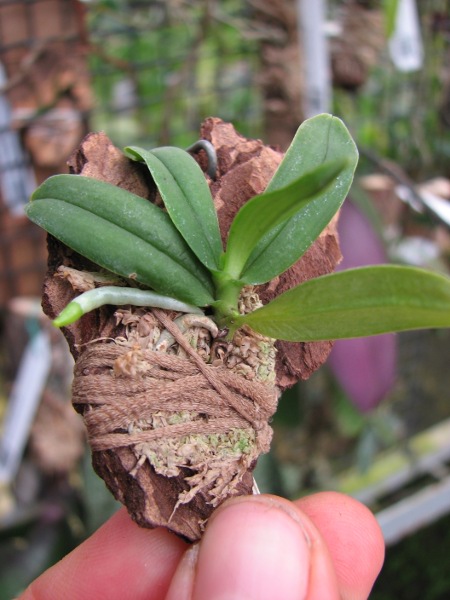 Haraella retrocalla.JPG