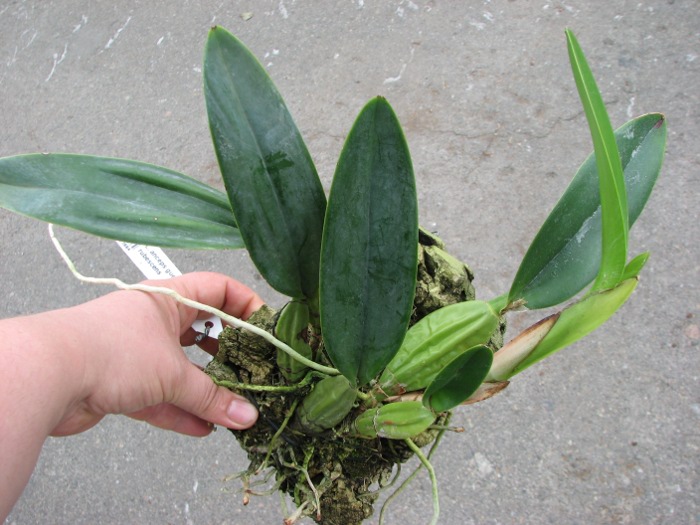 Laelia anceps guerrero x Laelia rubescens.JPG