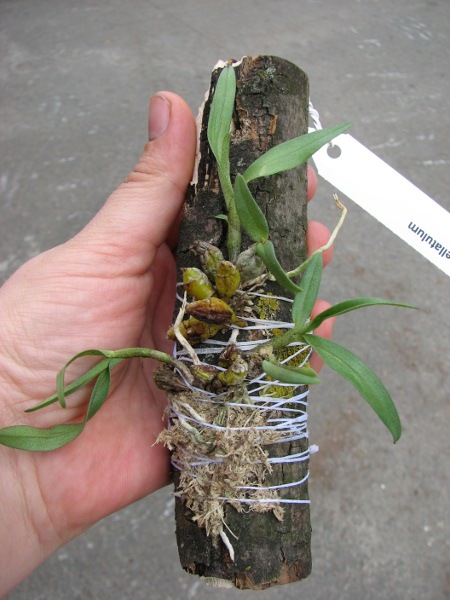 Dendrobium bellatulum.JPG