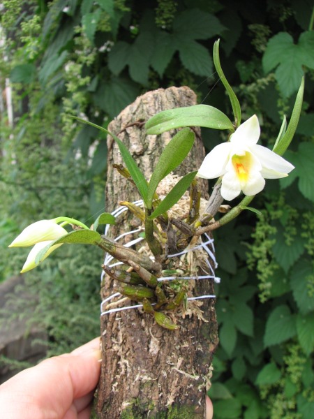 Dendrobium christyanum.JPG
