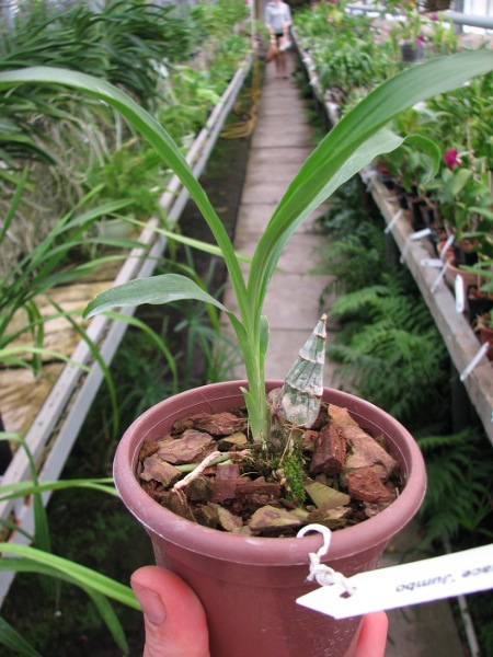 Clowesia Jumbo Grace 'Jumbo Orchids'.JPG