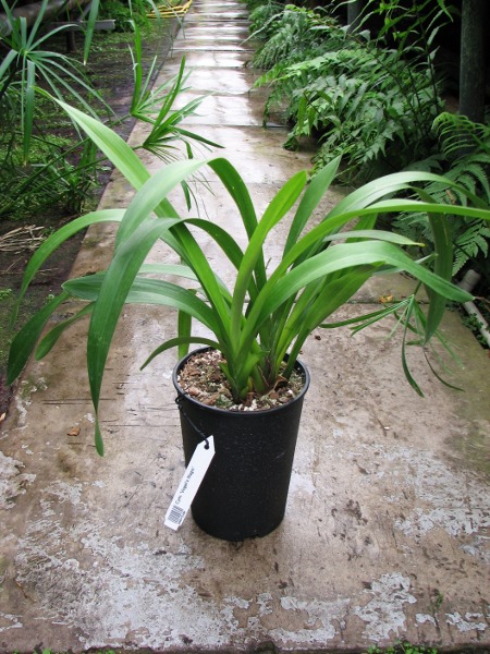 Cymbidium 'Vogel's Magic'.JPG