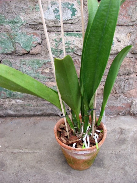 Cattleya Gertrude Hausermann.JPG
