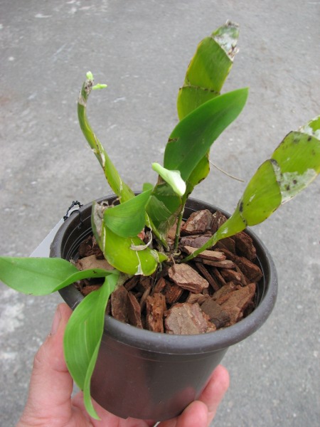 Dendrobium platycaulon.JPG