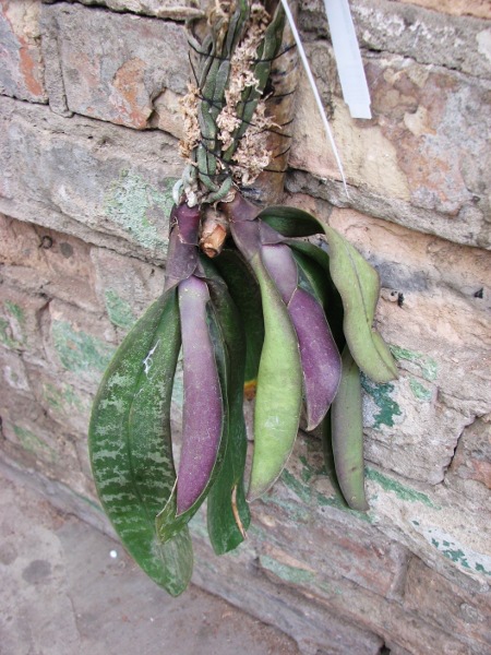 Phalaenopsis schilleriana var. purpurea2.JPG
