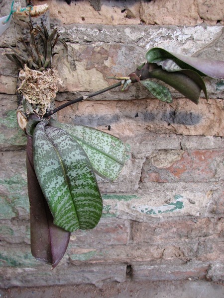 Phalaenopsis schilleriana1.JPG