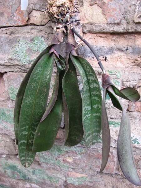 Phalaenopsis schilleriana.JPG