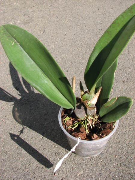 Psychopsis Mariposa 'Green Valley'.JPG