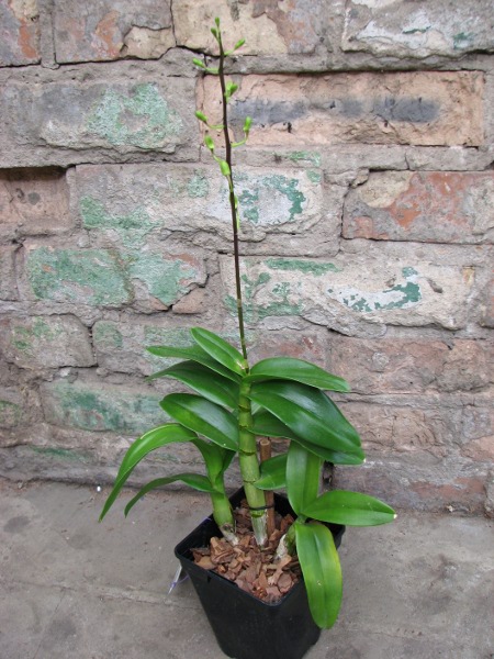 Dendrobium Jairak Min 'Mangosteen'.JPG