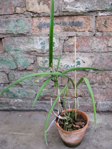 Laeliocattleya Plum Perfection x Brassavola perrinii.JPG