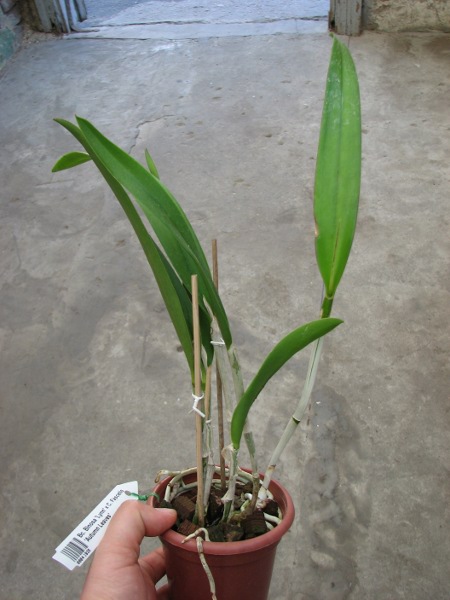 Brassocattleya Binosa 'Lynn' x Cattleya Fascelis 'Autumn Leaves'.JPG