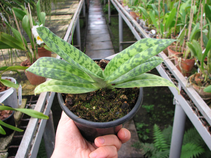 Paphiopedilum sukhakulii.jpg