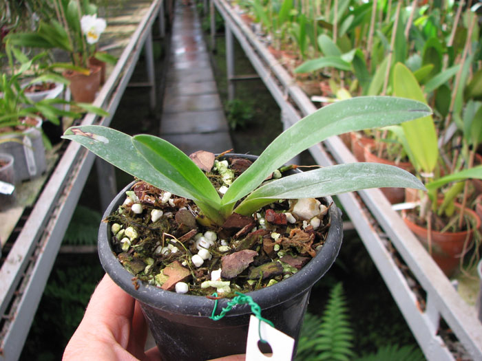 Paphiopedilum charlesworthii x parishii.jpg