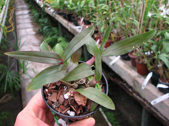 Dendrobium Hibiki (laevifolium x bracteosum).jpg