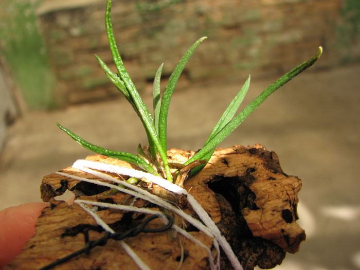 Dendrobium cucumerinum.jpg