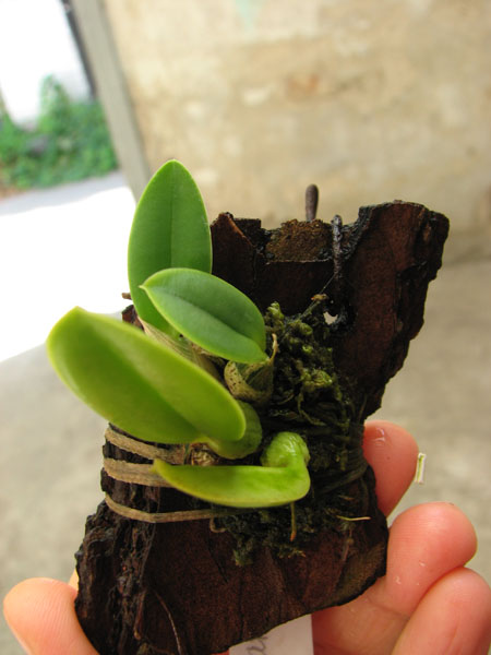 Sophronitis brevipedunculata 'Ouro Branco' x brevipedunculata 'Ouro Preto'.jpg