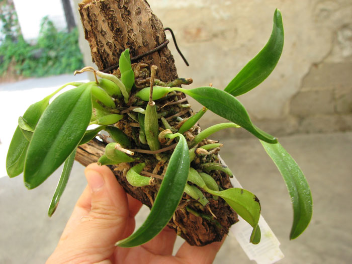 Sophronitis grandiflora.jpg