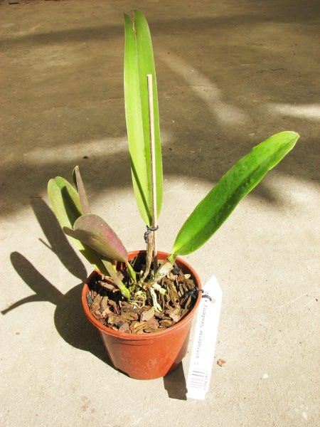 Cattleya schroderae 'Newberry' x '#2'.JPG