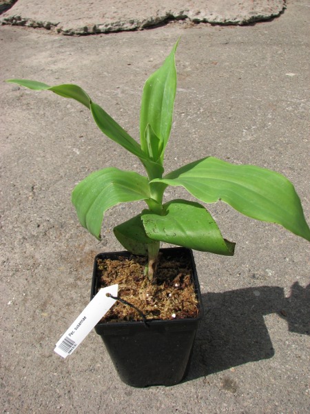 Pecteilis susannae.JPG