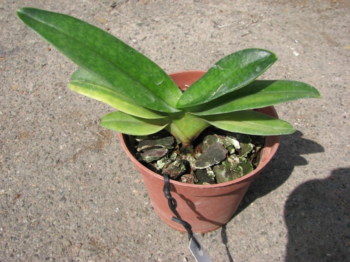 Paphiopedilum Delrosi 'In-Charm' x hangianum '#2'.JPG