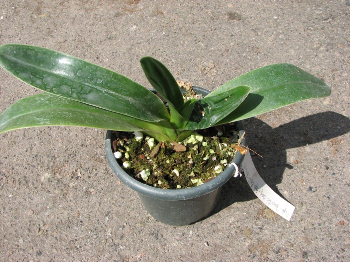 Paphiopedilum Bucolic Day x Paphiopedilum Pacific Shamrock 'Hsiao'.JPG