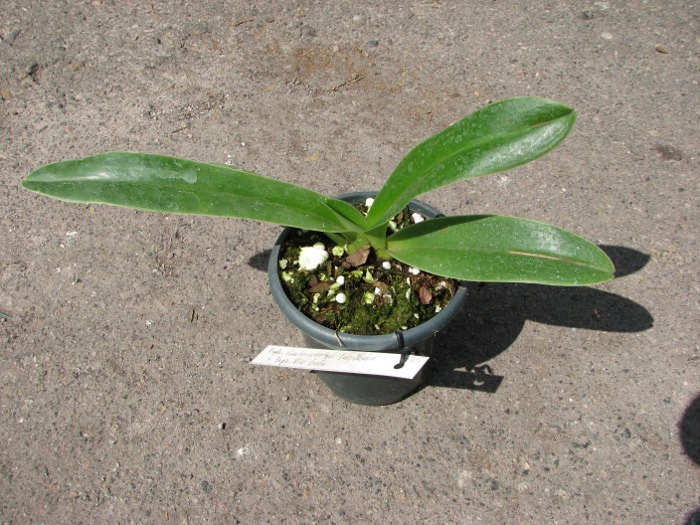 Paphiopedilum charlesworthii 'In-Charm' x Paphiopedilum Via Gala.JPG