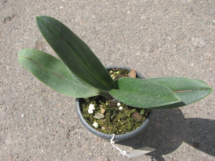 Paphiopedilum Delrosi 'Monique' × Paphiopedilum Starr Warr 'Eureka'.JPG