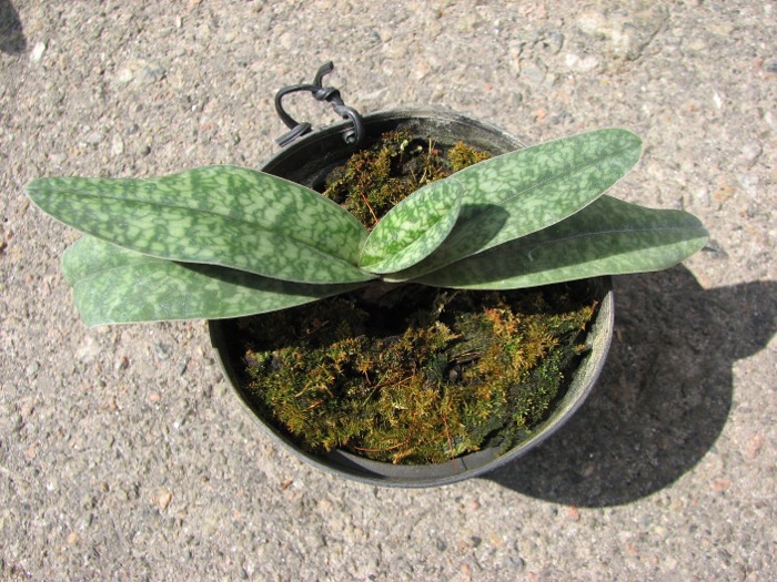 Paphiopedilum armeniacum 'GV#2' x Paphiopedilum concolor 'Hsiao' (2550).JPG