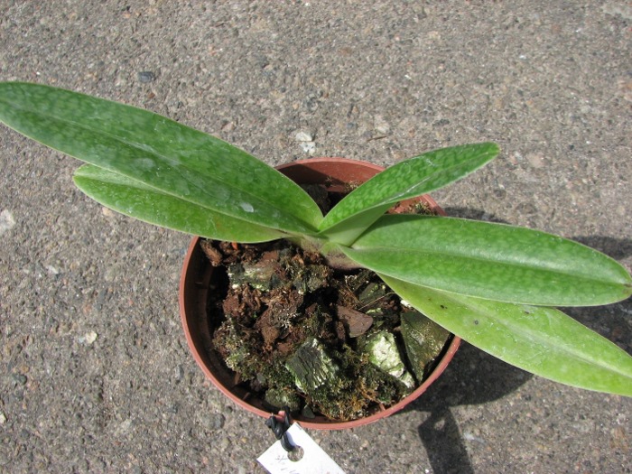 Paphiopedilum In-Charm Greenery 'In-Charm' x Paphiopedilum In-Charm White 'Tai Min'.JPG