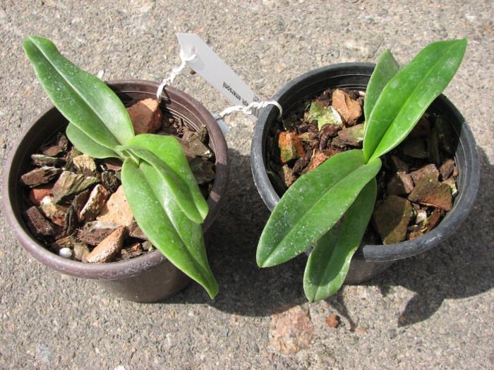 Paphiopedilum emersonii.JPG