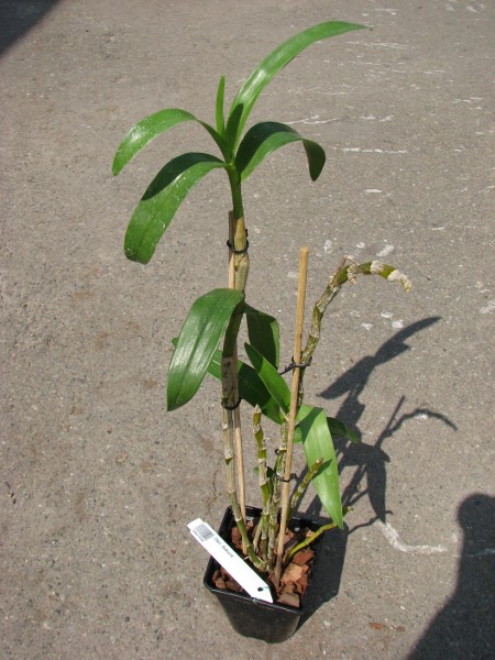 Dendrobium Sakura.JPG