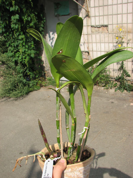 Rhyncholaeliocattleya Waianae Leopard 'Ching Hua'.jpg