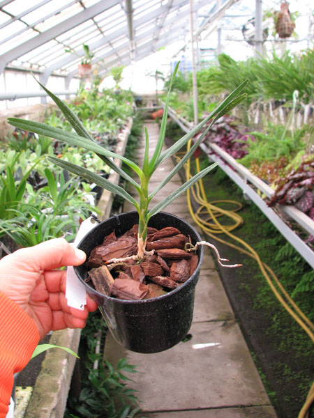 Angraecum viguieri.jpg