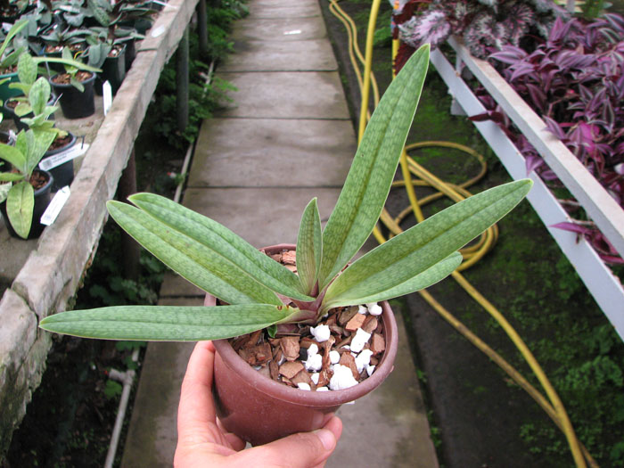 Paphiopedilum micranthum x fairieanum.jpg