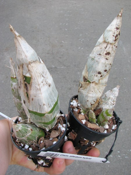 Catasetum pileatum hybrid.JPG