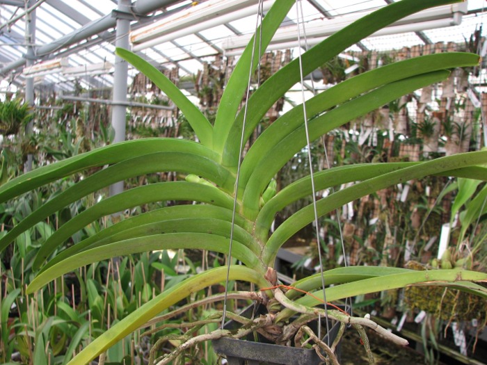 Vanda Sumon Spot x Ascocenda Phairot x Ascocenda Jakkrit Gold.JPG