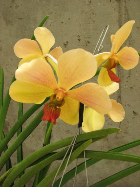 Vanda Merv L Velthuis x Vanda Charles Goodfellow.JPG