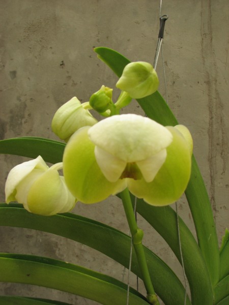 Vanda Kultana Green Gold.JPG